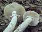 Fésűsperemű galóca (Amanita eliae), Mátra